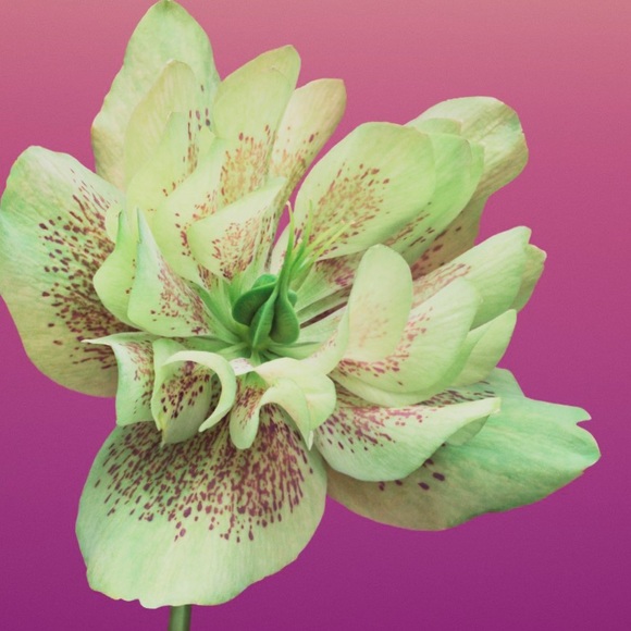 Meet your Posher, Jordy - Picture 1 of 1